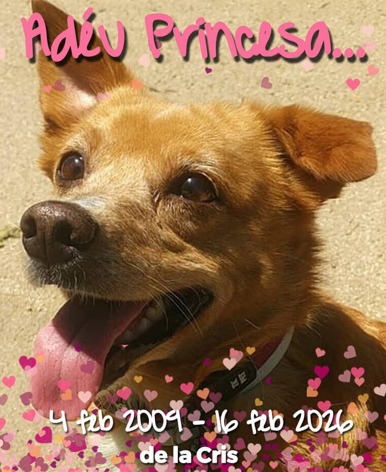 GP190 PRINCESA de @gossosdelputxet