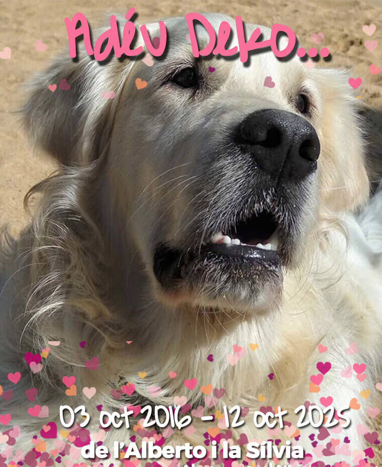 GP2 DEKO de @gossosdelputxet