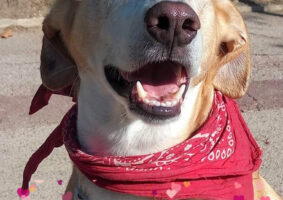 GP127 GUTI de @gossosdelputxet