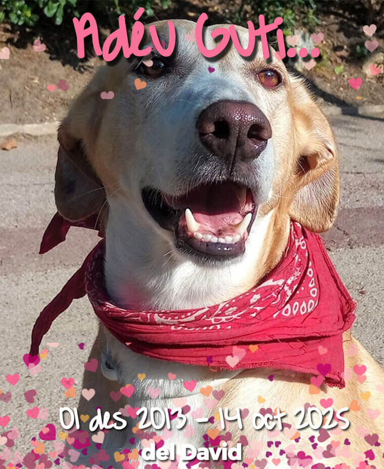 GP127 GUTI de @gossosdelputxet