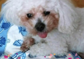 GP263 PICKWICK de @gossosdelputxet