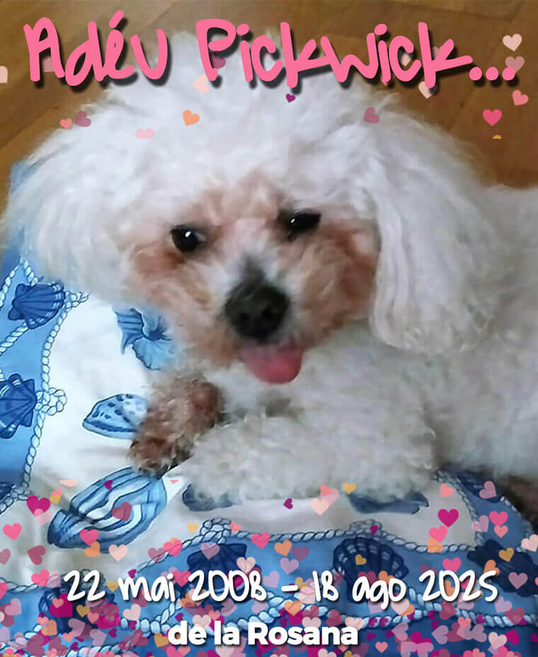 GP263 PICKWICK de @gossosdelputxet