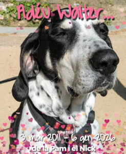 GP60 WALTER de @gossosdelputxet