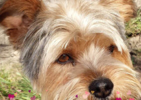 GP245 WIFI de @gossosdelputxet