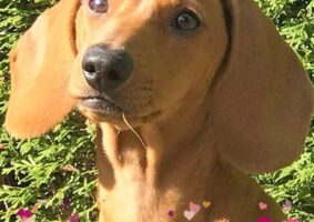 GP504 PEPA de @gossosdelputxet