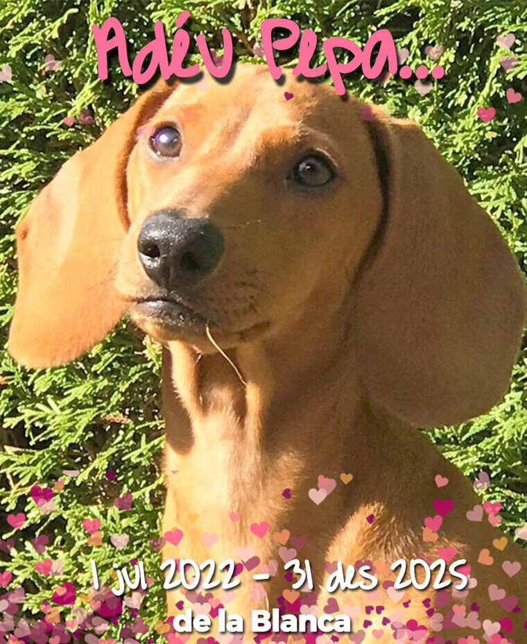 GP504 PEPA de @gossosdelputxet