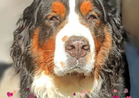 GP580 FIONA de @gossosdelputxet