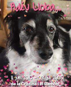 GP671 LLOBA de @gossosdelputxet