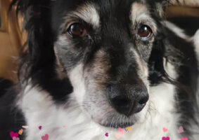 GP671 LLOBA de @gossosdelputxet